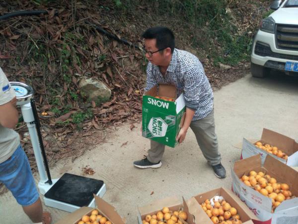 上田坝乡马史洛村帮扶干部帮村民搬运枇杷